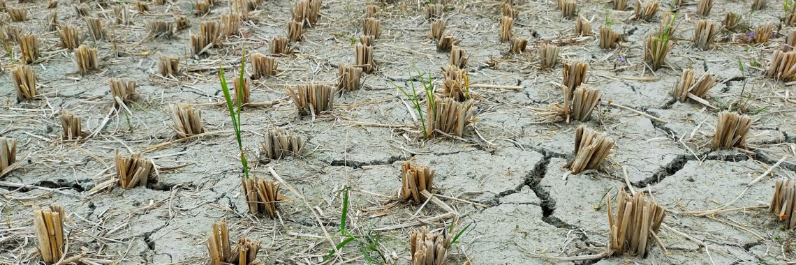 a large field of dead plants in the middle of the day