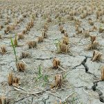 a large field of dead plants in the middle of the day