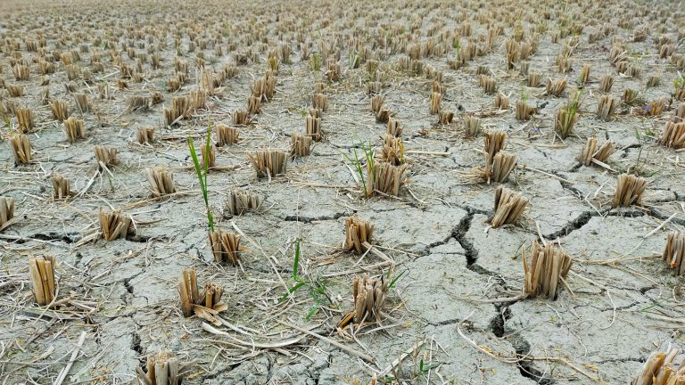 a large field of dead plants in the middle of the day