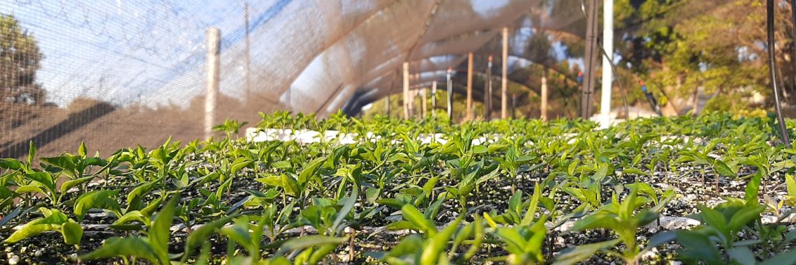 a greenhouse with plants growing