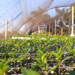 a greenhouse with plants growing